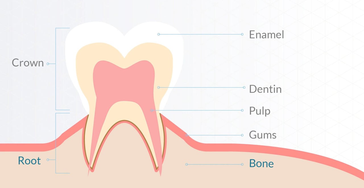  Detailed tooth structure diagram