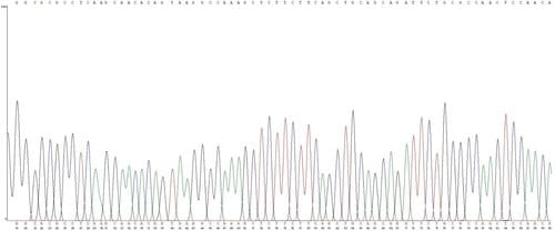 Chromatogram of tobacco plant DNA sequence.