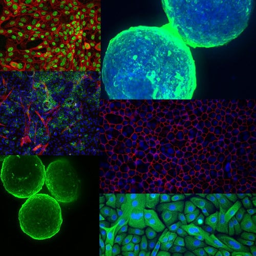 3D view of different types of cells.