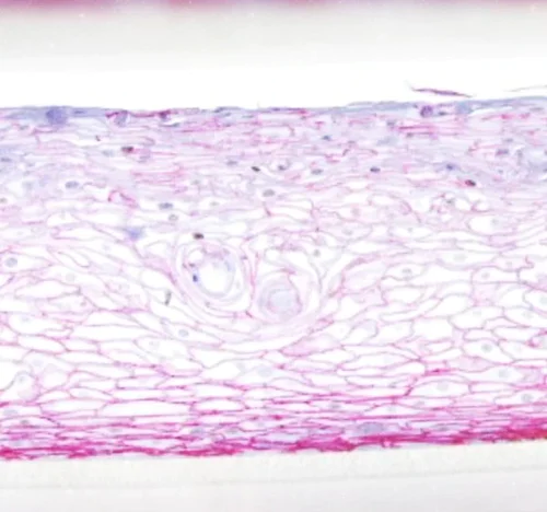 3D view of human organotypic buccal cell.