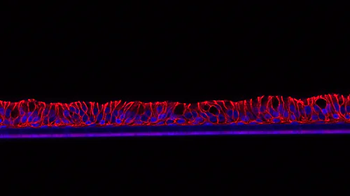 3D view of human organotypic nasal cell culture.