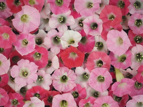 Combination of white, light rose and pink petunia flowers.