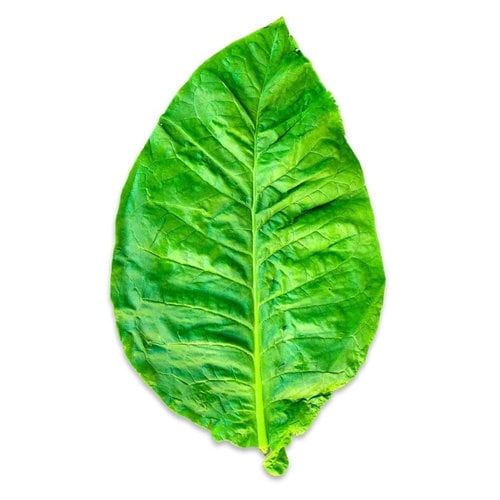 leaf-square.jpg