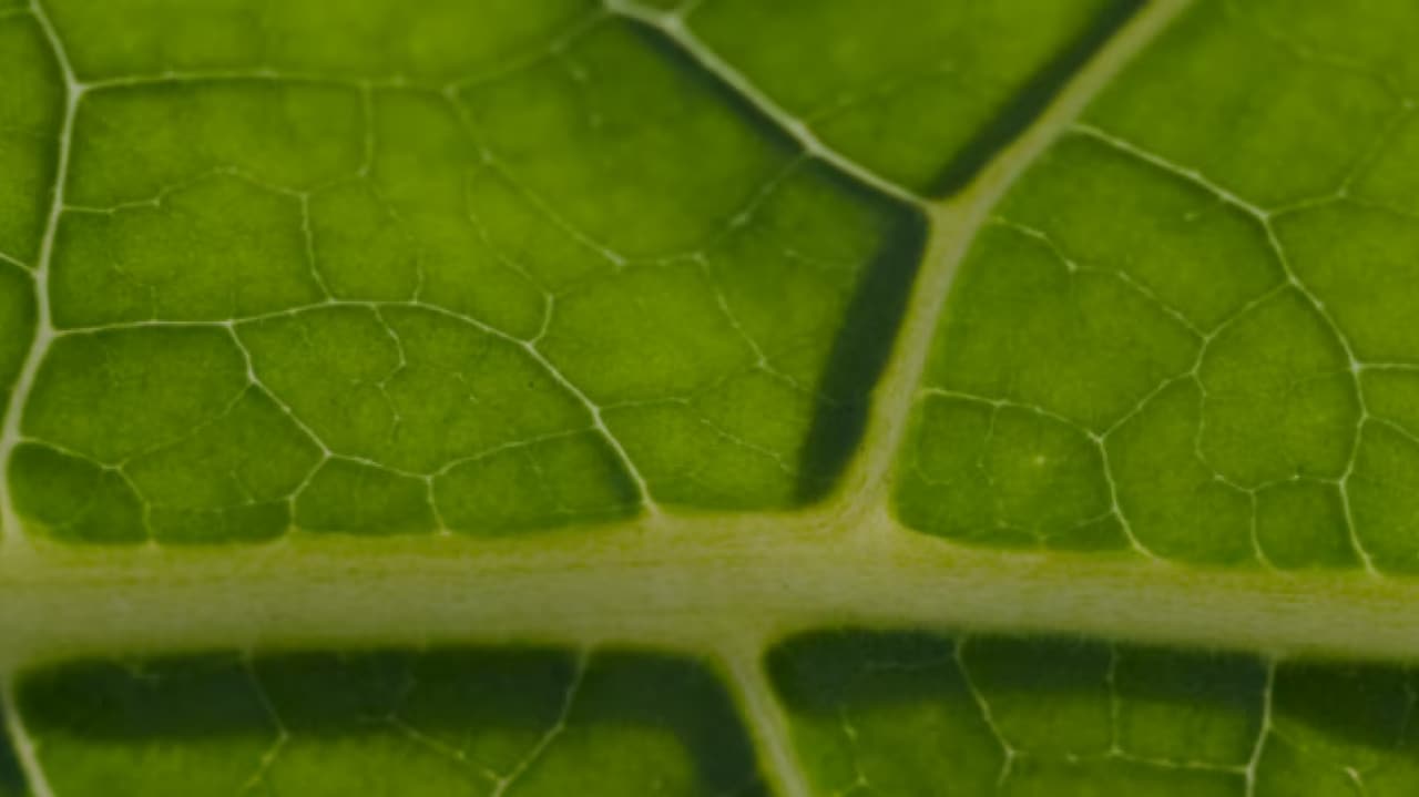  Nicotine leaf close up detailes