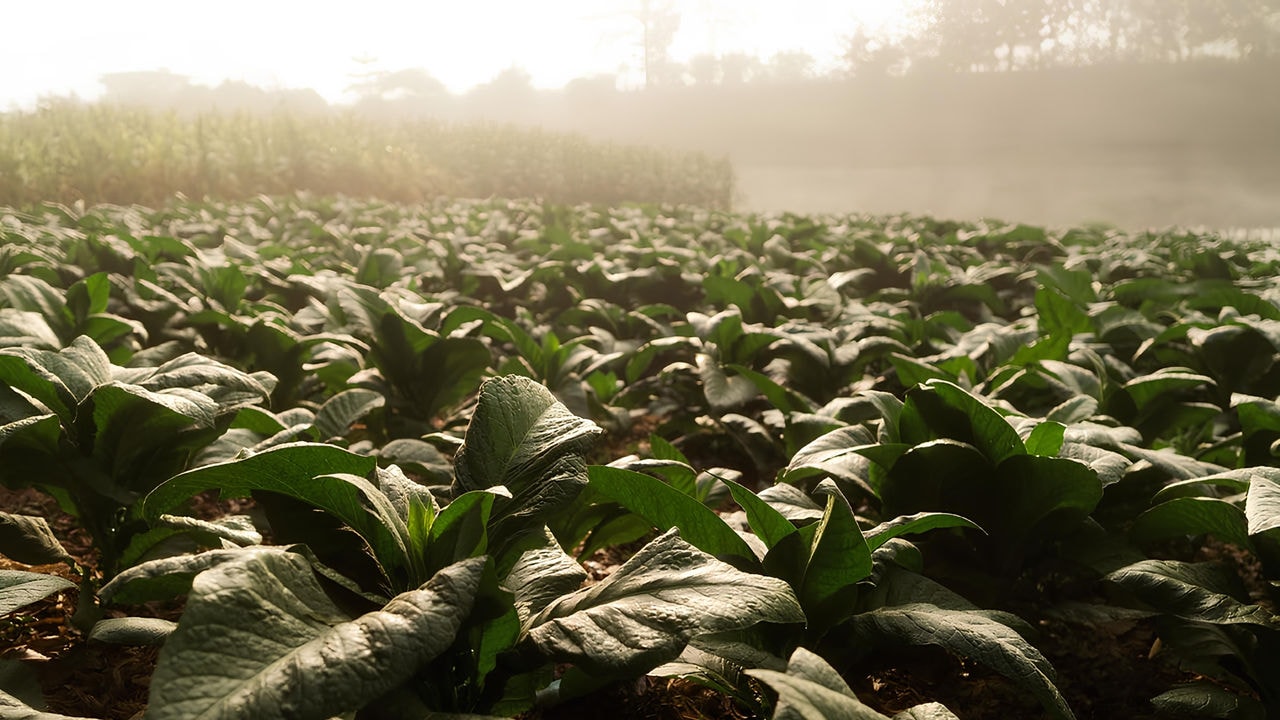 Tobacco field with lush green plants, representing the cultivation of tobacco crops