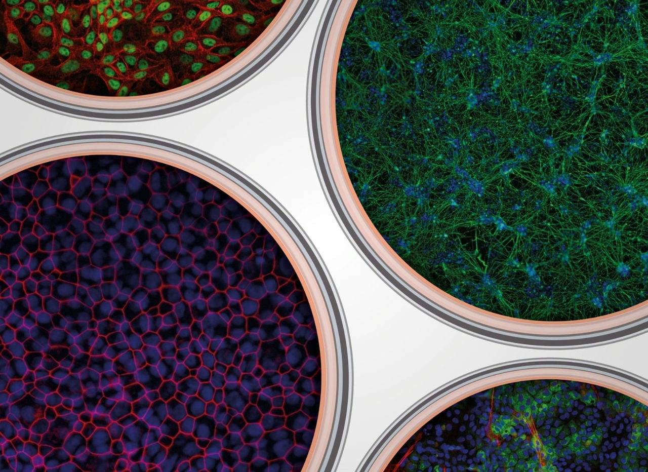 Four different types of cells in a circle.