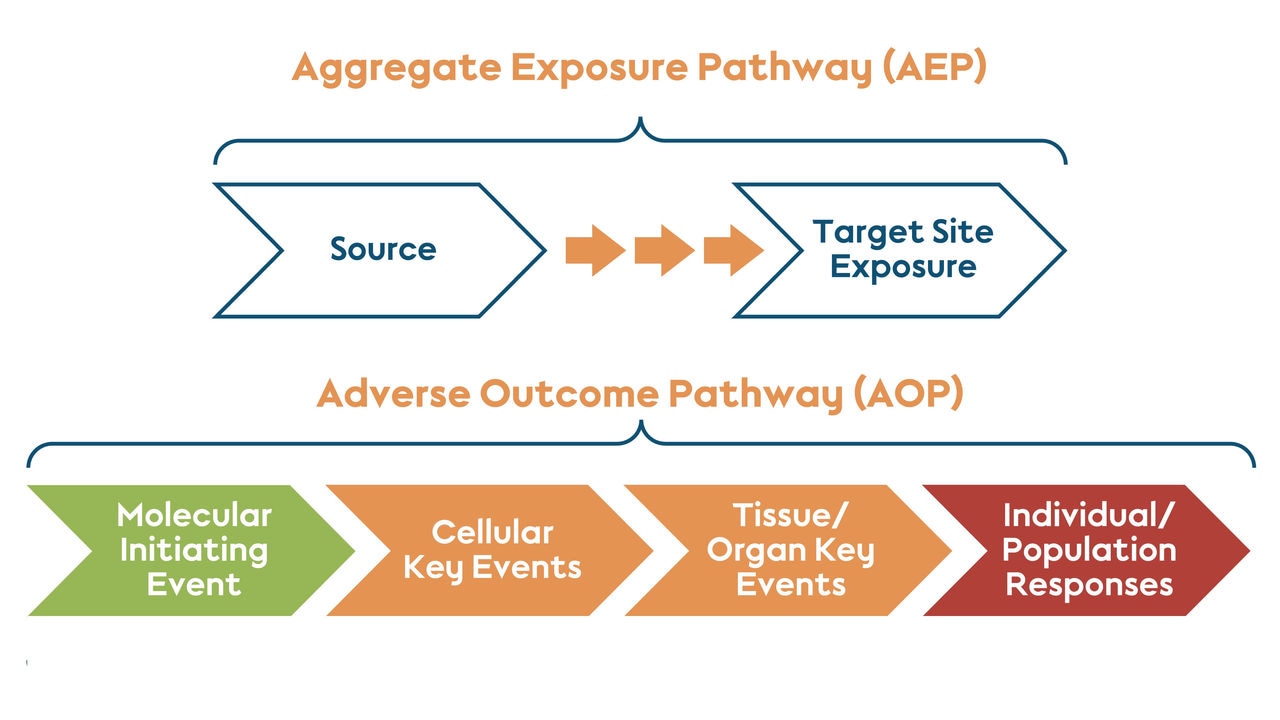 Establishing a pathway from exposure to response.