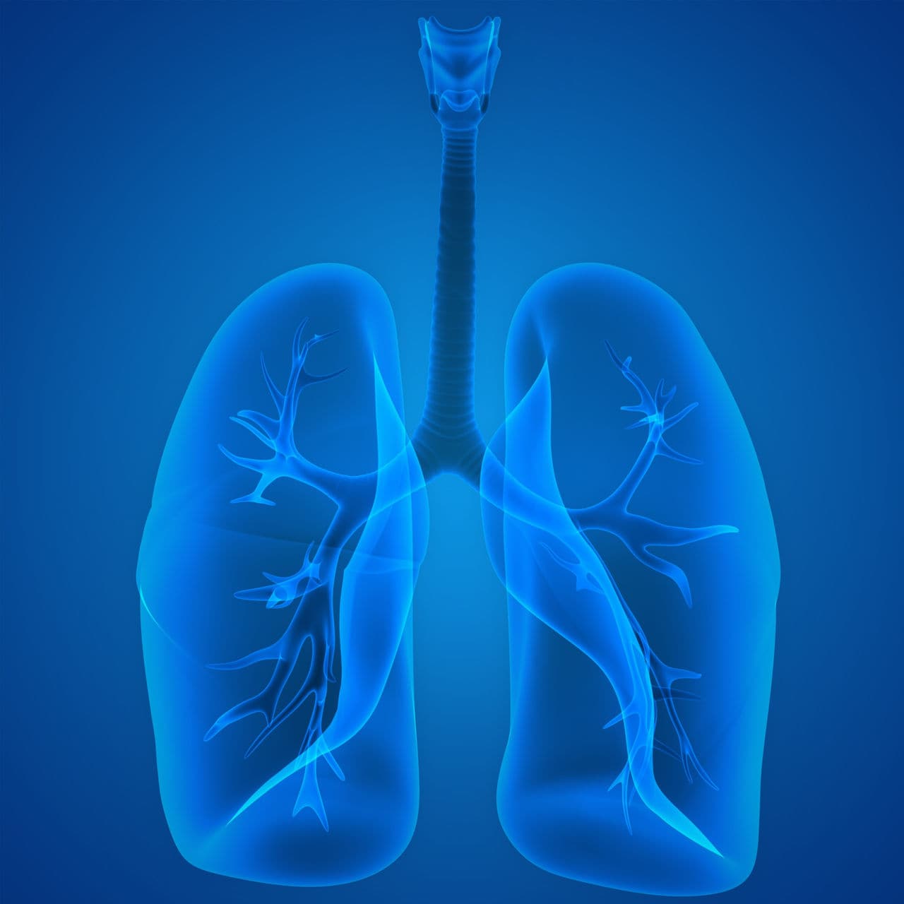 The respiratory system's lungs displayed on a blue background.