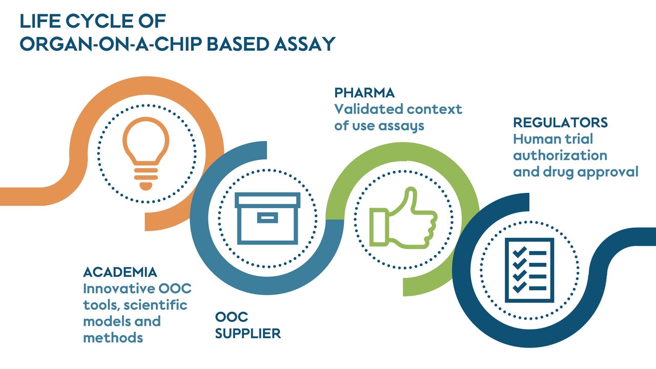 Infographic showing the life cycle of an organ on a chip-based assay