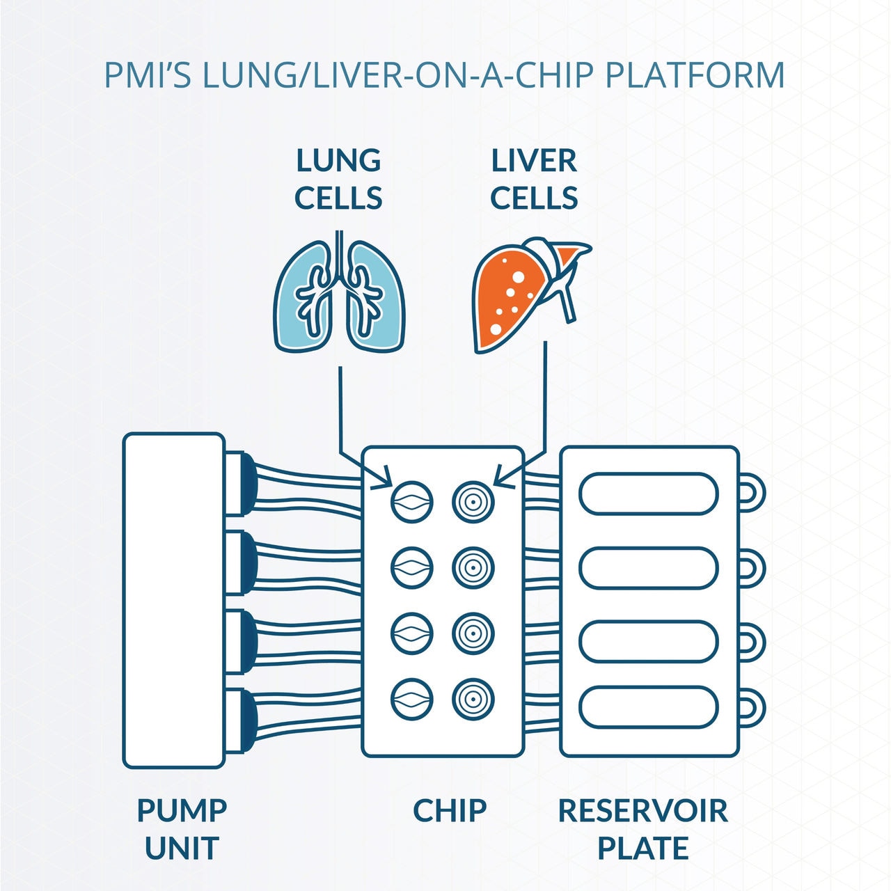 Infographic of a lung/liver-on-a-chip platform