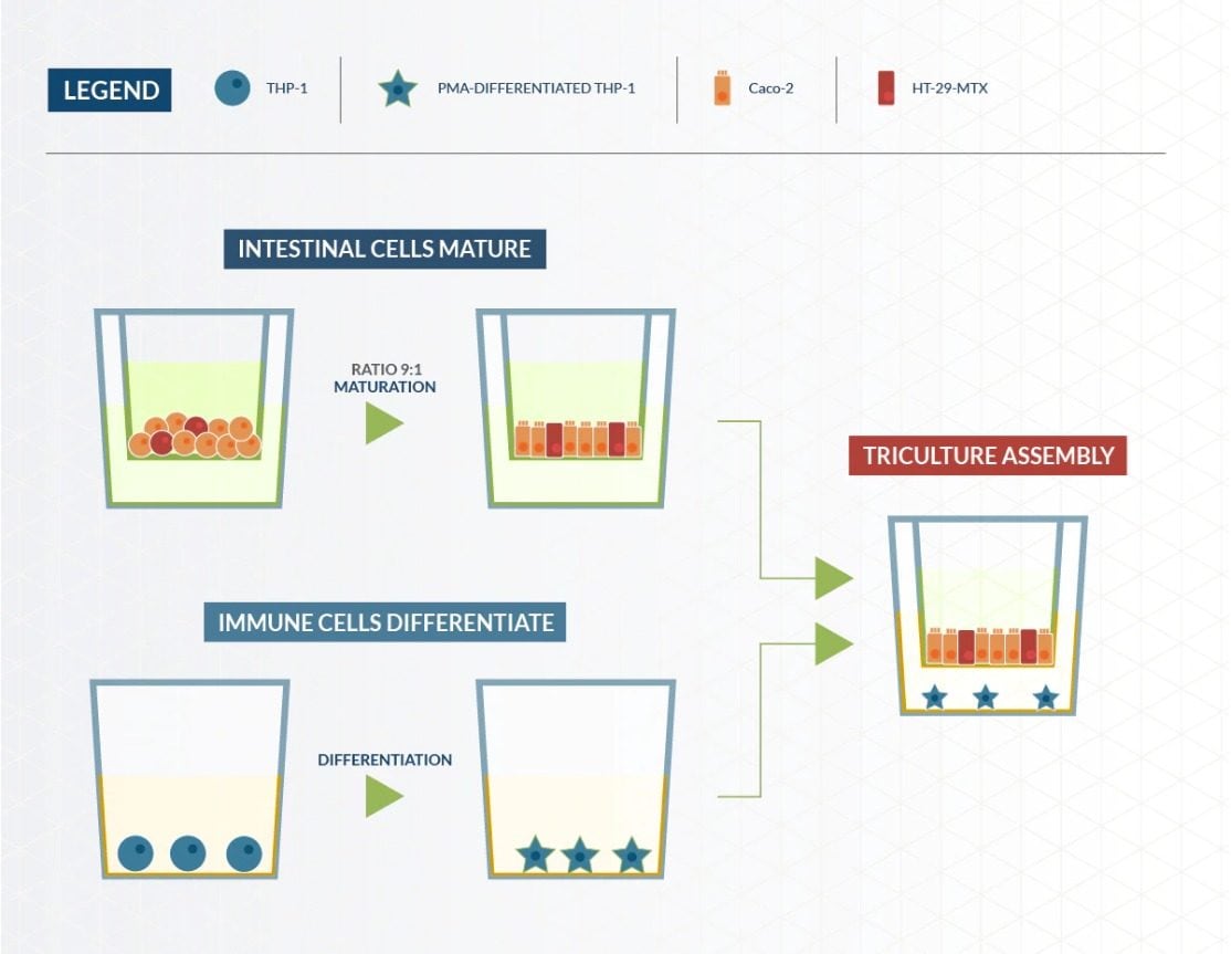 Illustrated process of building a cell cutlure using Transwell.