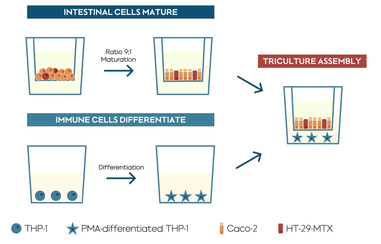 Building a cell culture using Transwell