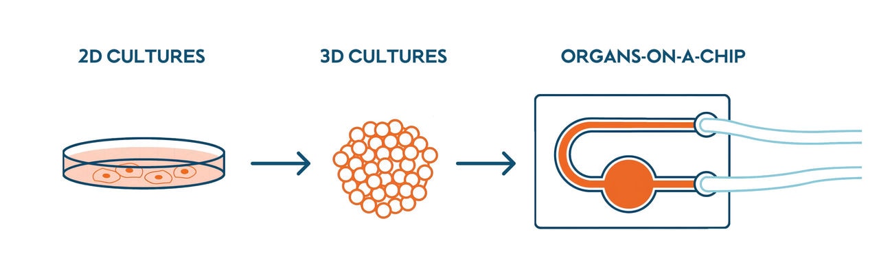 Diagram of the microvessels were created by filling channels in a specially designed cell culture plate with a matrix of collagen serving as a scaffold