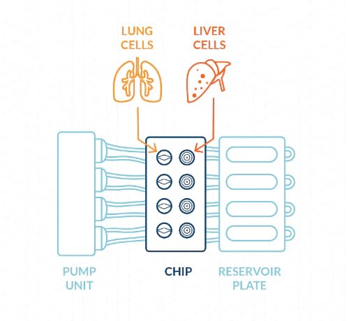 Diagram of the lung and liver on a chip platform.