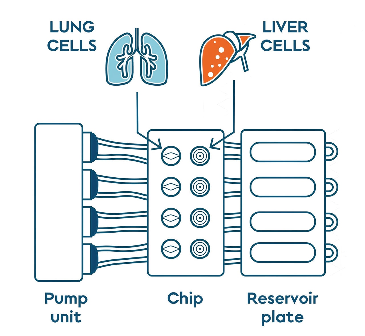 Diagram of the lung and liver on a chip platform