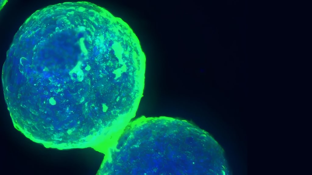 Human liver cell spheroids