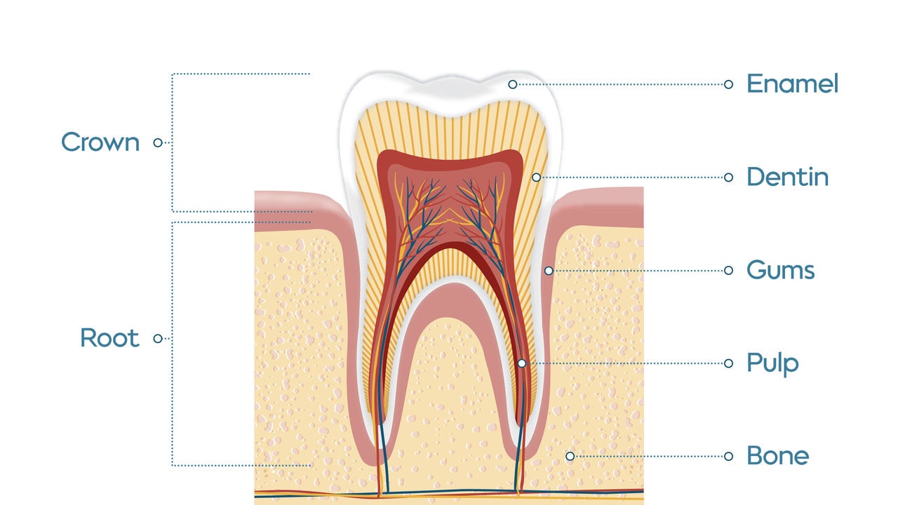 Cross-sectional view of a tooth showing layers: enamel, dentin, pulp, gums, root.