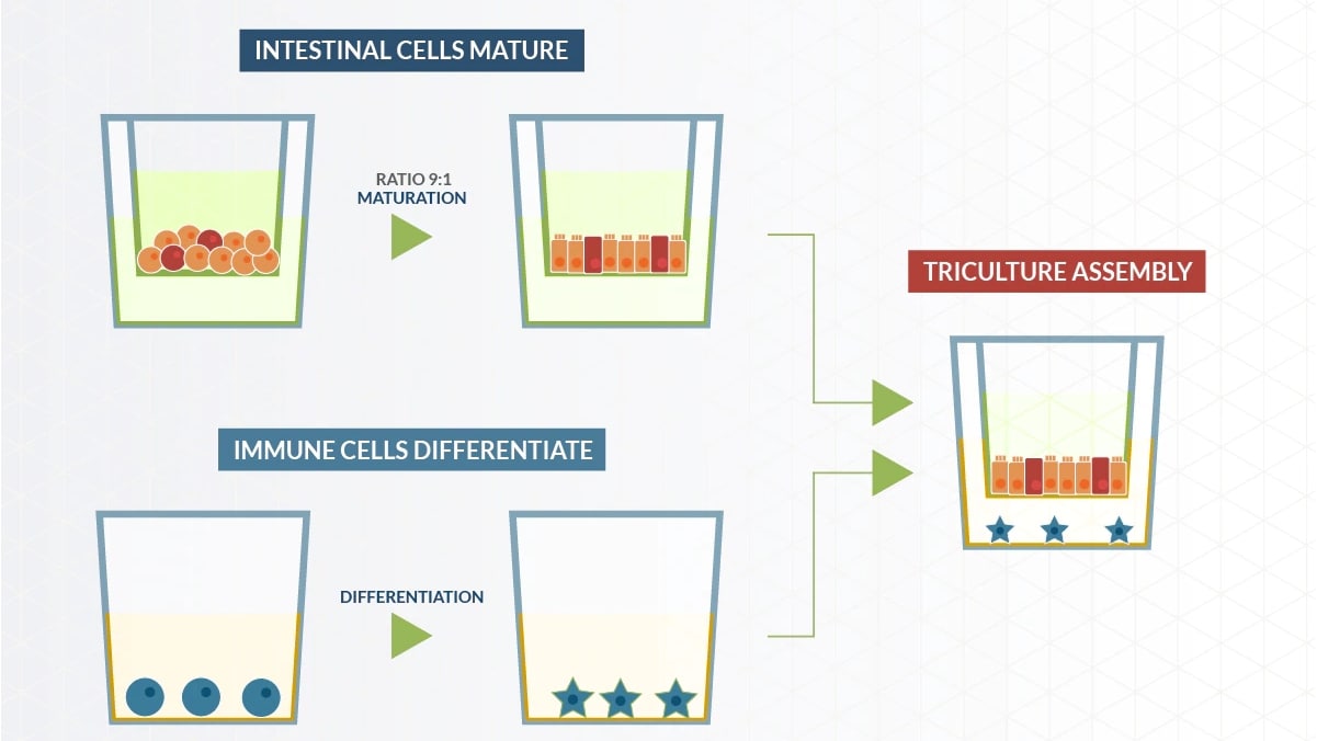 Triculture assembly