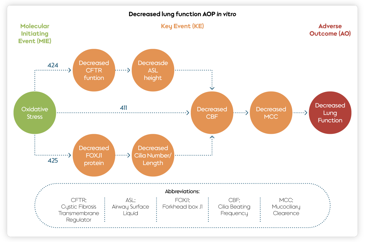 Decreased lung function adverse outcome pathway in vitro