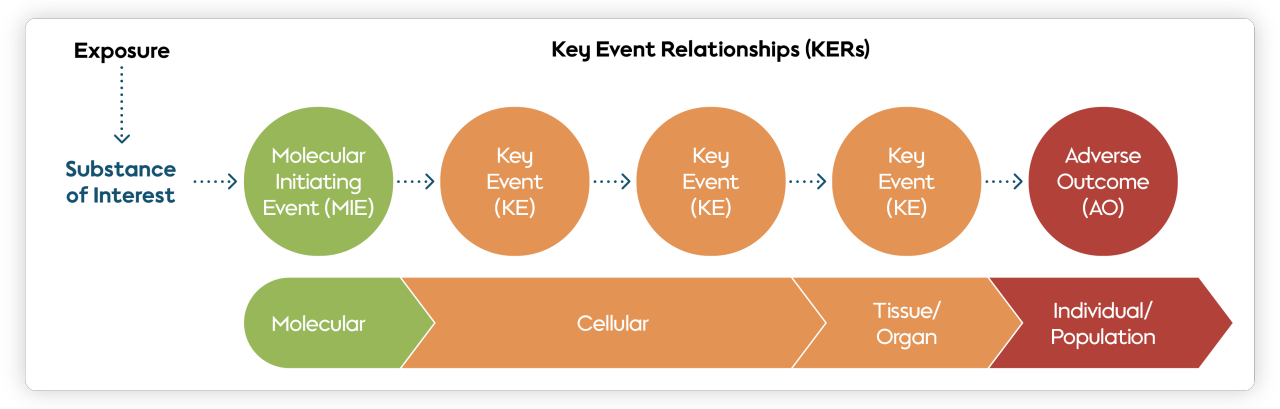Adverse outcome pathways are conceptual frameworks that identify the chain of events taking place on a molecular and cellular level, leading up to adverse effects seen in a living organism