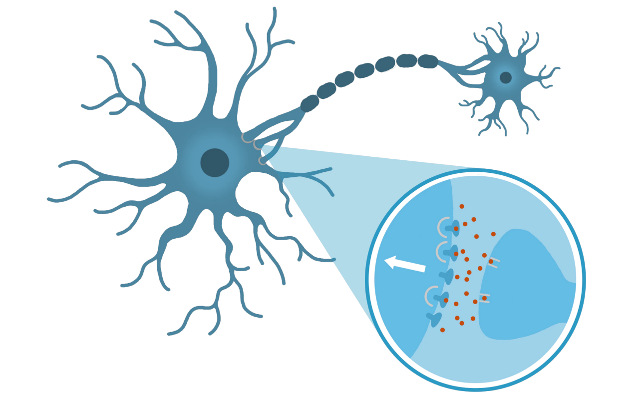 Drawing of a neuron