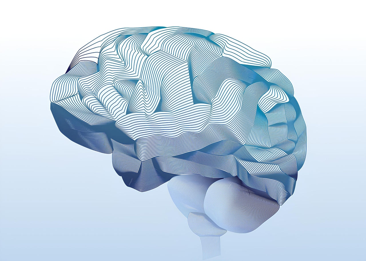 Brain