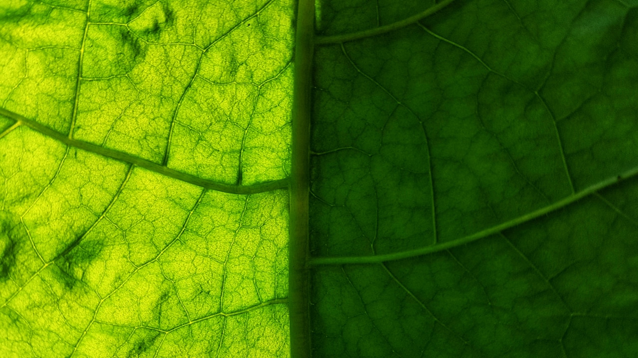 Tobacco leaf close-up