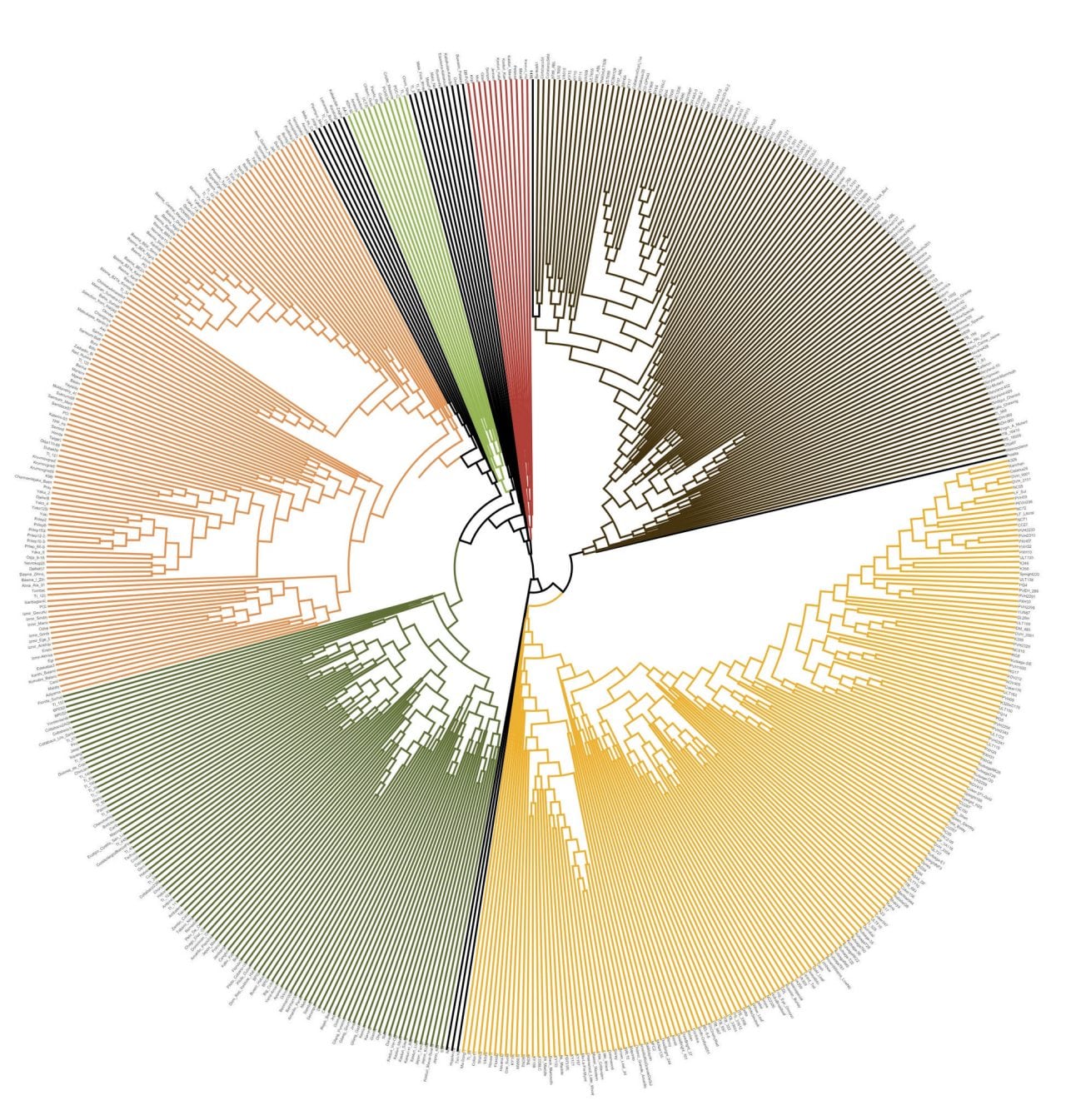 Nicotiana genetic tree