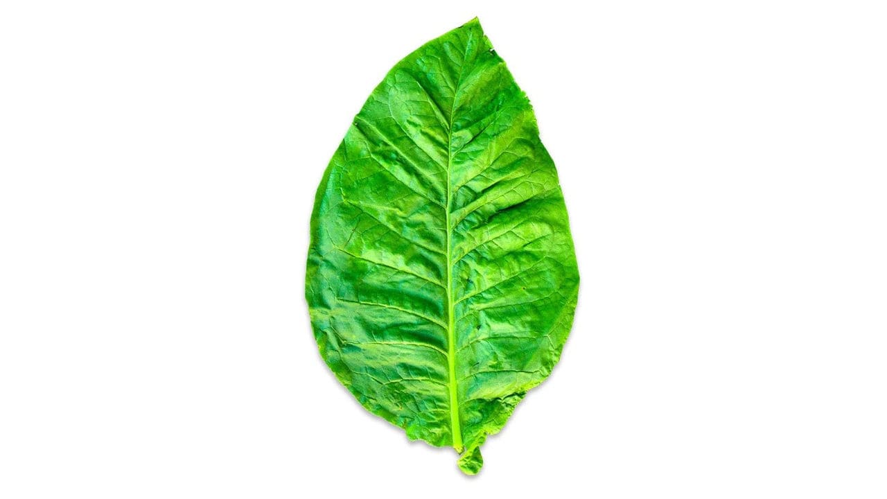 Tobacco leaf on a white background.