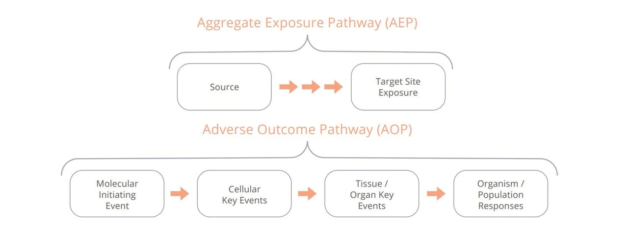 Process flow diagram detailing the AOP from exposure to response.