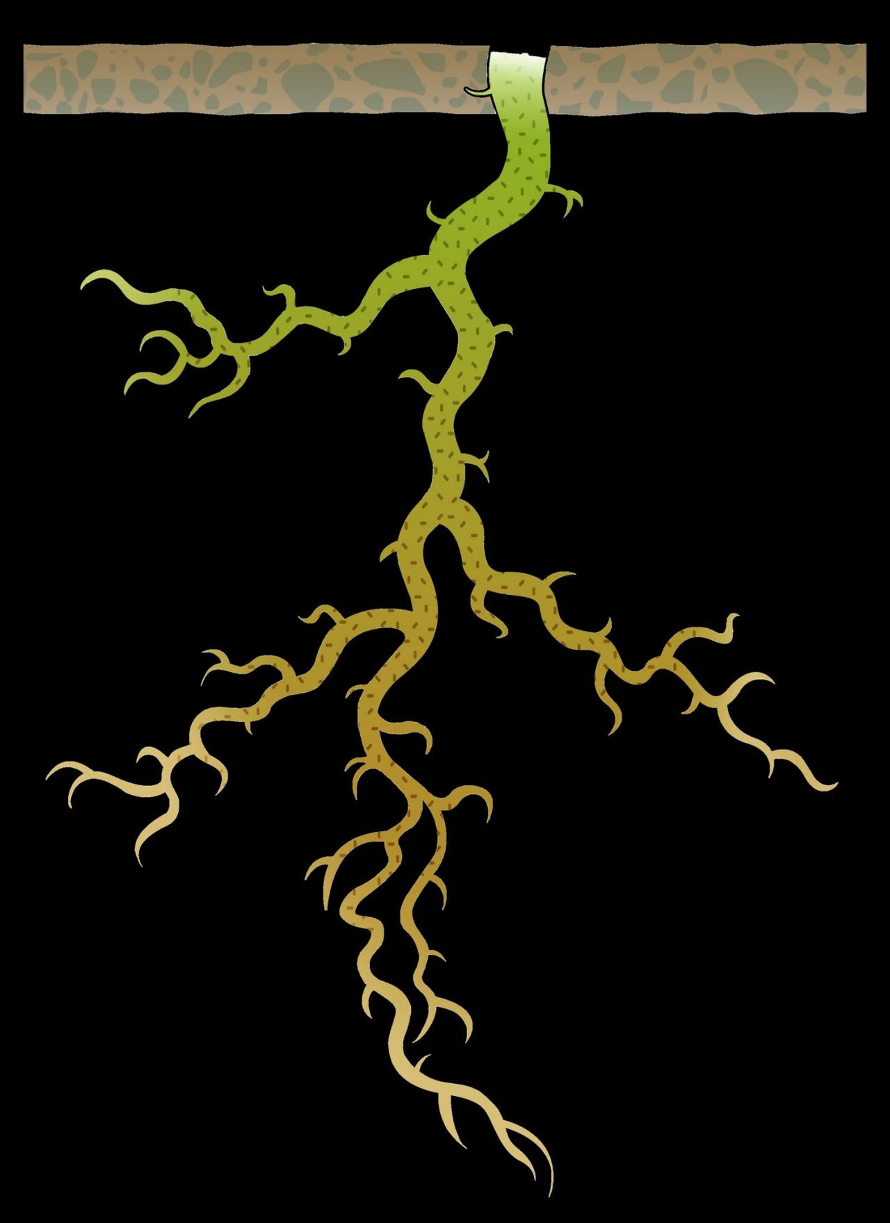 Illustration of tobacco's plant root.